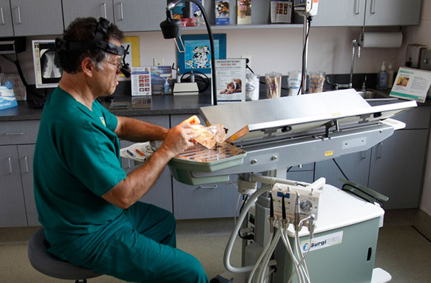 Theramax® Veterinary Surgical & Dental Table