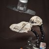 xrayPAL® Dental Radiography Positioning Model