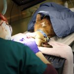 Radiographic Patient Positioner with Warming Blanket