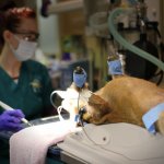 Radiographic Patient Positioner with Warming Blanket